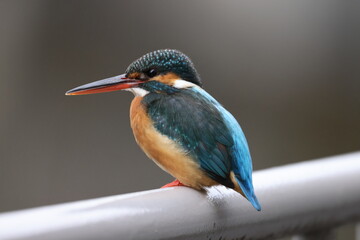 野鳥の宝石と言われているカワセミの写真