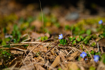 咲き始めたオオイヌノフグリ