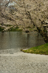 青森・弘前城の花筏 -Cherry blossom petals floating on the moat of Hirosaki-jo castle- - obrazy, fototapety, plakaty