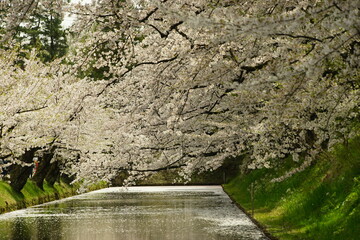 満開の桜に包まれる弘前城 -Hirosaki-jo castle in cherry blossom season-