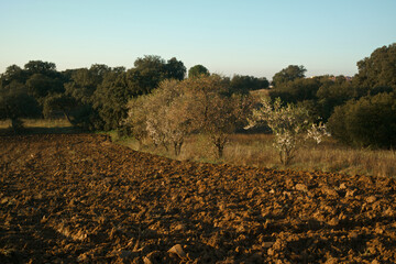krajobraz drzewa pola natura hiszpania wschód słońca - obrazy, fototapety, plakaty