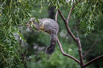 Fallen tree causing damage post strong rain and floods