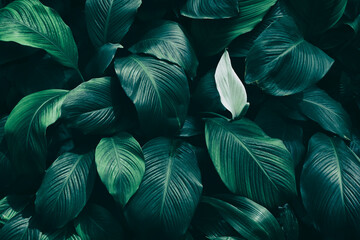 tropical foliage, dark green nature background