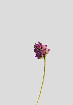 Beautiful psoralea corylifolia,babchi flower