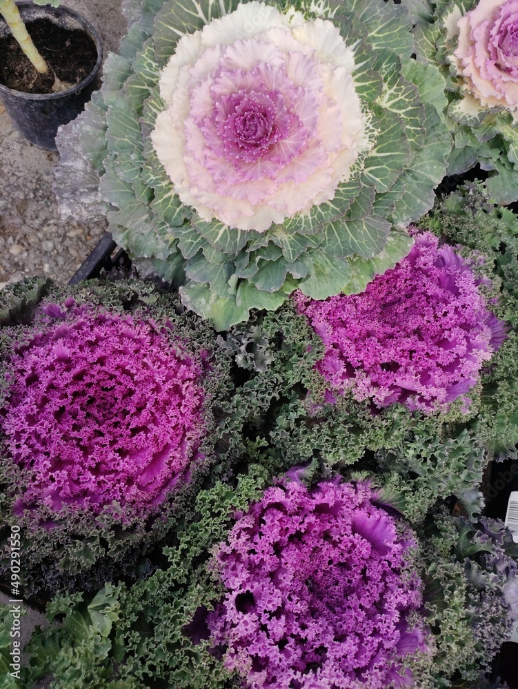 Wall mural Decorative cabbage ,Cabbage flower.Brassica oleracea acephala.Biennial plant with great ornamental value.The leaves have different shapes, sizes and colors, being smooth, wavy or fringed. - Wall murals