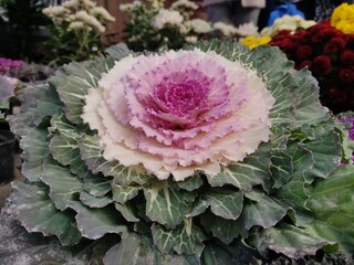 Decorative cabbage ,Cabbage flower.Brassica oleracea acephala.Biennial plant with great ornamental value.The leaves have different shapes, sizes and colors, being smooth, wavy or fringed.
