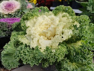 Decorative cabbage ,Cabbage flower.Brassica oleracea acephala.Biennial plant with great ornamental...