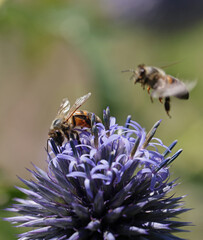 Abeilles sur une fleur de chardon bleu