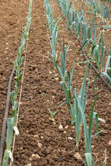 Rangs de poireaux dans un potager