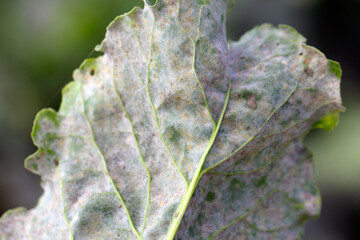 Powdery mildew Erysiphe betae fungal disease on sugar beet leaf.