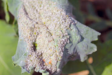 Brevicoryne brassicae, commonly known as the cabbage aphid or cabbage aphis or mealy cabbage aphid...