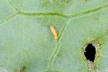 Adult of tiny thrip on the leaf.