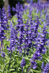 Naklejka premium Sauge violette 