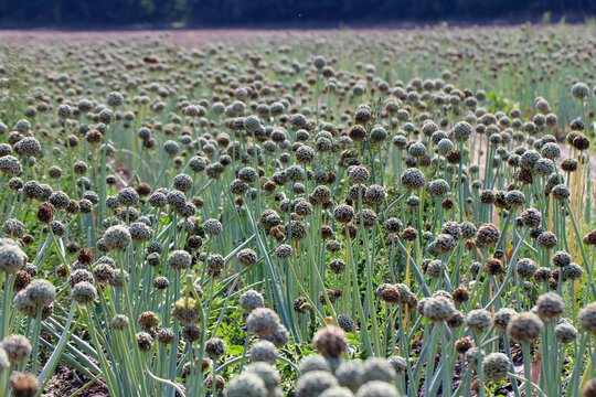 Field of onion plants in flower grown to produce onion seed.