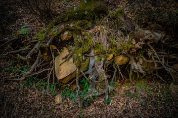 roots of a centuries-old tree in the rocks