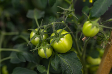 Tomatoes ripen in the greenhouse. Ecological cultivation. Food, vegetables, agriculture. Selective focus and noise. Shallow depth of field on the tomatoes