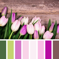 Tulip colour palette with complimentary colour swatches