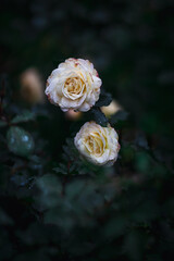 Obraz na płótnie Canvas Beautiful roses with dark foliage background, natural wallpaper photo