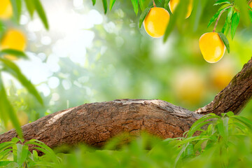 Copy space of wood branch with green leaves and Mango fruit tree, Empty table, Podium and product...