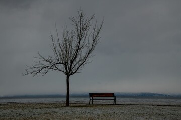Fototapeta na wymiar park bench beside bare tree on the shore of a lake in winter
