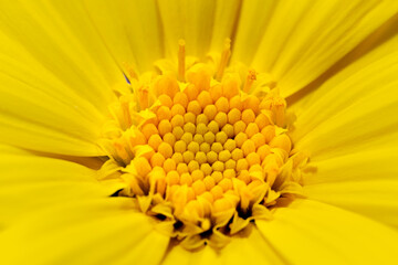 Macro selective focus background photo of reproductive organs of yellow Euryops Pectinatus daisy flower. Daisy wallpaer.