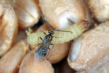 Habrobracon hebetor is a minute wasp of the family Braconidae that is an ectoparasitoid of...
