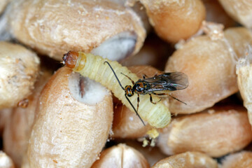 Habrobracon hebetor is a minute wasp of the family Braconidae that is an ectoparasitoid of...