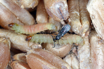 Habrobracon hebetor is a minute wasp of the family Braconidae that is an ectoparasitoid of Indianmeal moth (Plodia interpunctella), Mediterranean flour moth, Almond moth and Dried fruit moth.
