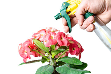 On a white background, a hand watering flowers from a spray bottle