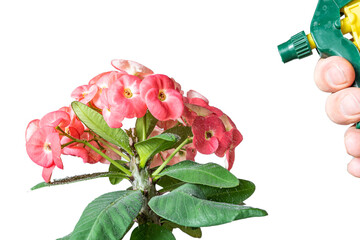 Watering plants from a spray bottle on a white background
