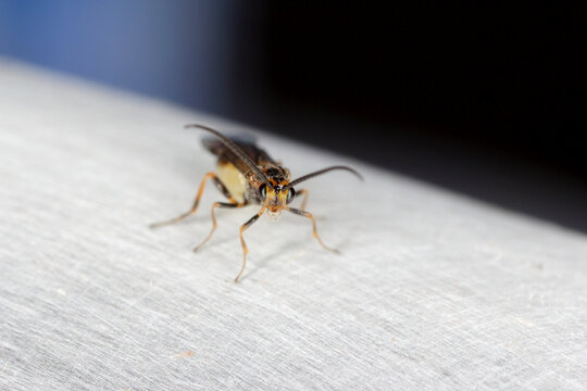 Habrobracon Hebetor Is A Minute Wasp Of The Family Braconidae That Is An Ectoparasitoid Of Indianmeal Moth (Plodia Interpunctella), Mediterranean Flour Moth, Almond Moth And Dried Fruit Moth.