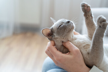 The relationship between a cat and a person. The girl's hands caress the cat. Burmese cat sleeping. - obrazy, fototapety, plakaty