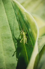 Green grasshopper sitting on a leaf.