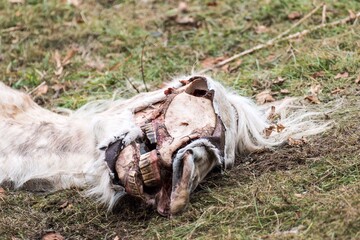 Cadaver de un caballo