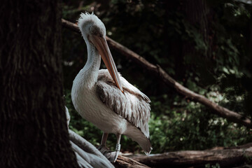 Pelican in zoo hit by the sunlight
