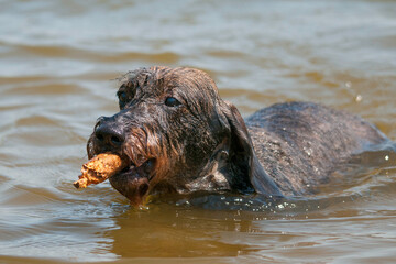 Obraz premium Dackel im Wasser