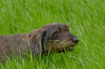 Dackel im hohen Gras