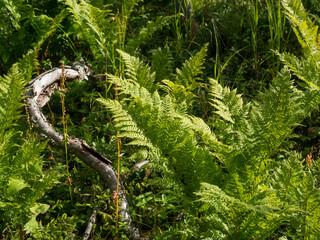 Ferns leaves lush green foliage. Close up of beautiful growing male fern in the forest with grass and woods in sun light. Natural background.