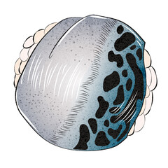 beautiful delicious Japanese sushi. Watercolor illustration, hand-drawn on a white background