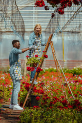 Flower greenhouse employees nursing flowers
