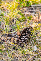 Pine or spruce cones lie on old dried up foliage and on pine needles. 