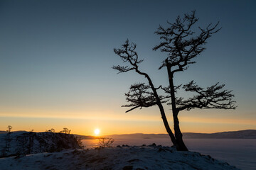 Naklejka na ściany i meble Winter tree on the sunset in the baikal lake Siberia