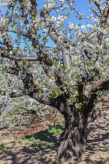Cherry blossoms in the Jerte Valley