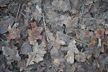 Close up of old frozen fallen leaves 