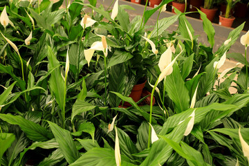 Spatiphyllum Wallisii plants in the garden under the sun