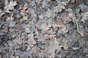 Close up of old frozen fallen leaves 