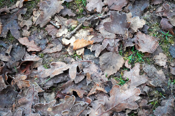 Close up of old frozen fallen leaves 