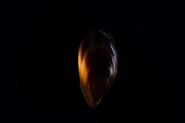 cooked mussel on black background in the air