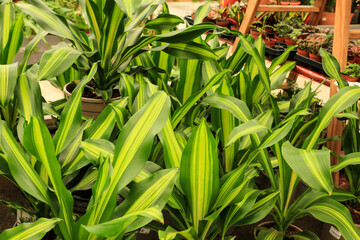 Dracena Burley plants in the garden