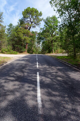 White line on the forest road D64 in Fontainebleau forest